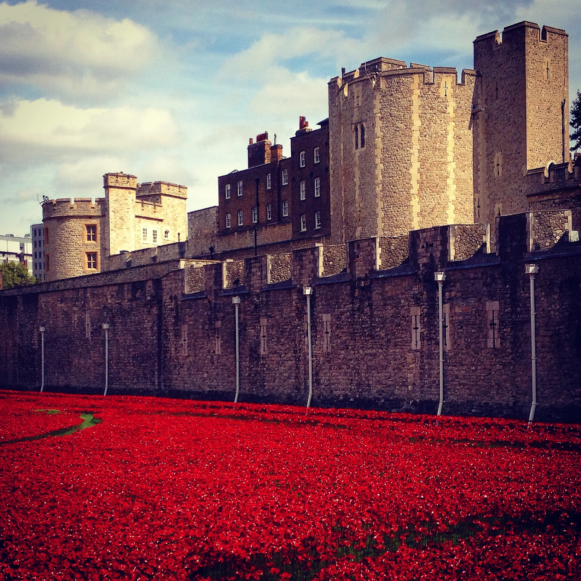 Ceramic poppies instillation.
