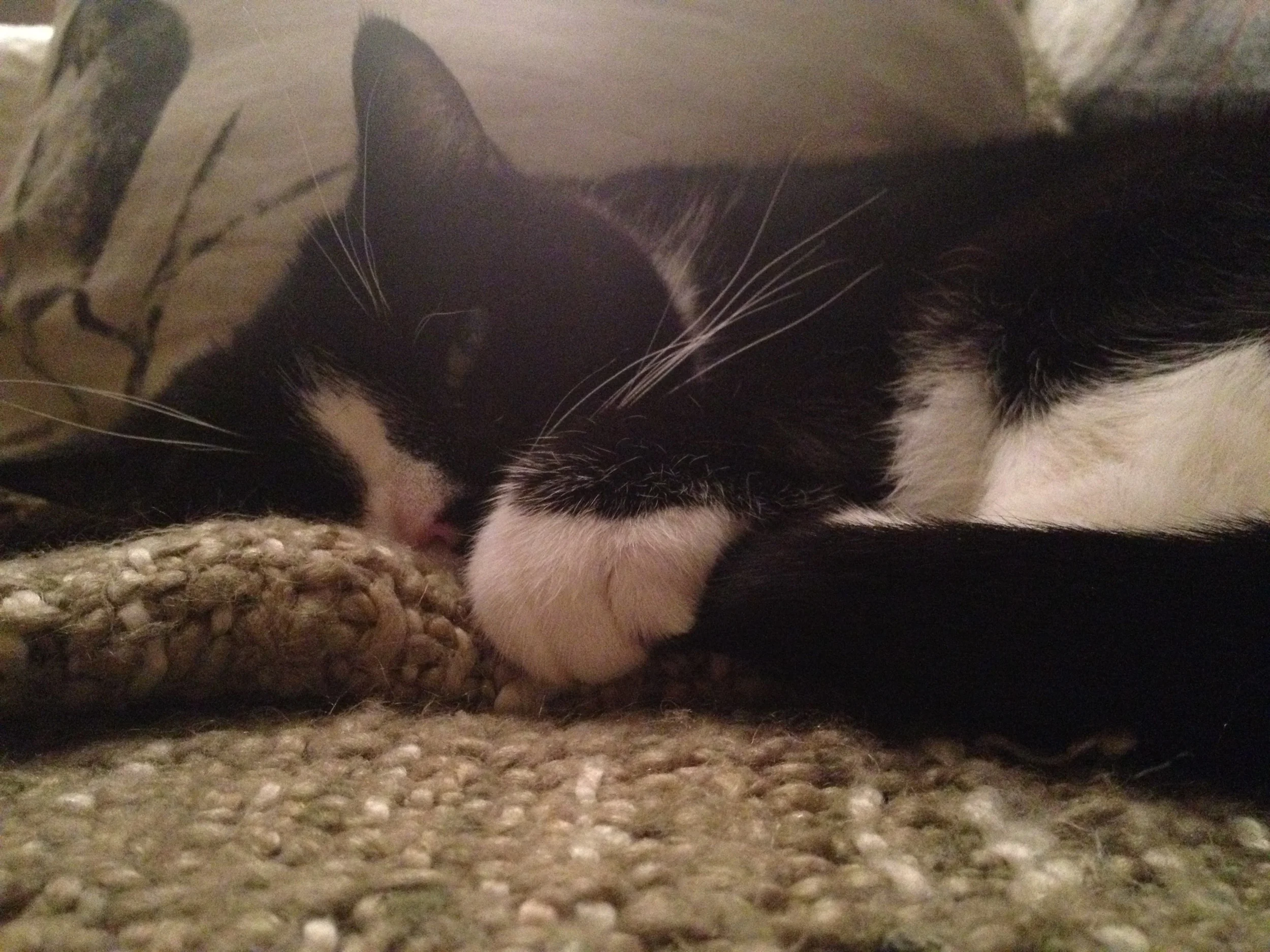 Cobweb, life of the party and my spirit animal. 