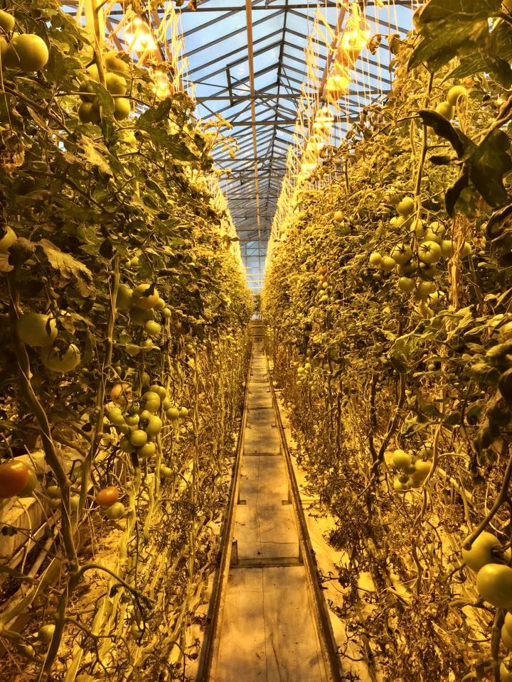 Tomatoes for days