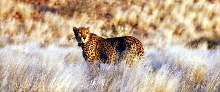 Courtesy of AmanziTravel.com