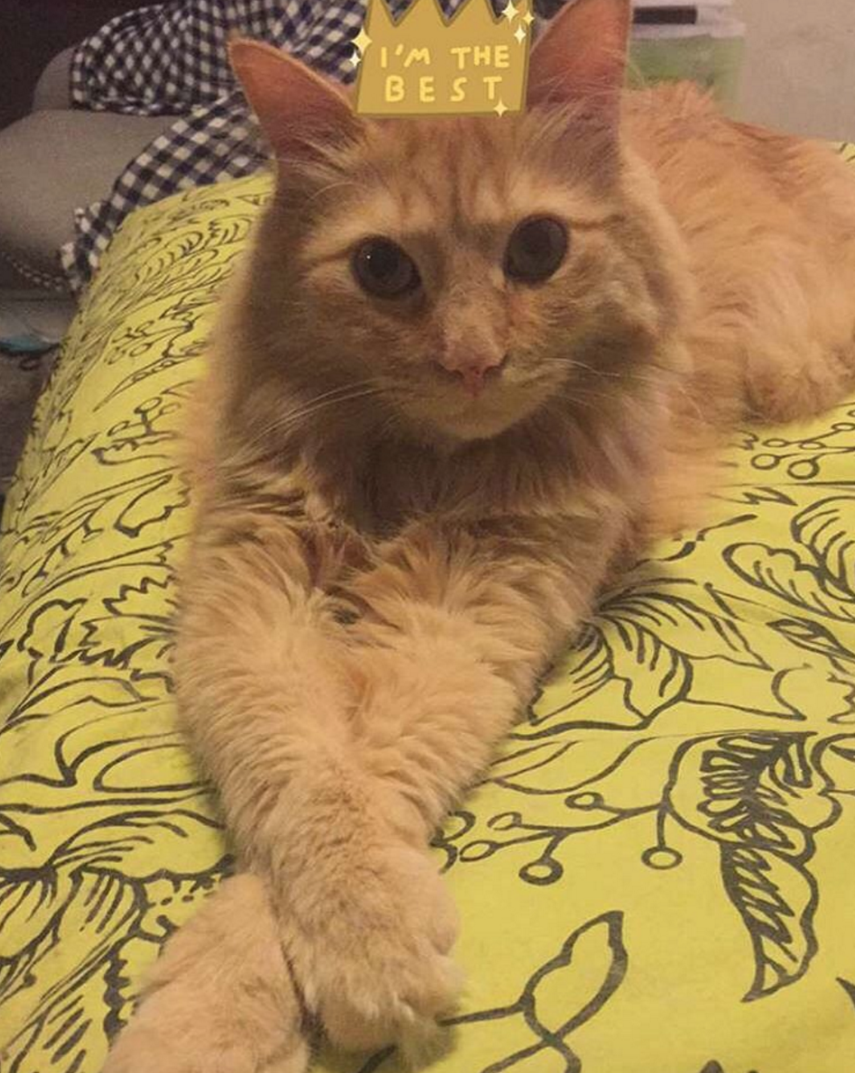 I can haz Snapchizzle?