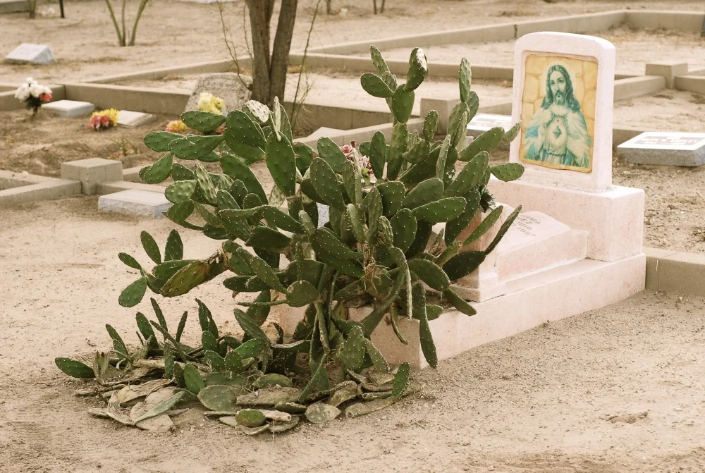 Cactus on a Catholic Grave