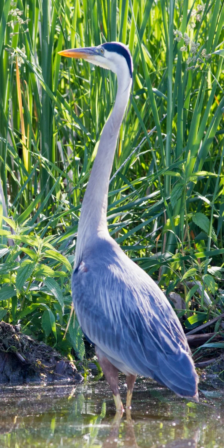 Great Blue Heron Standing on the River Bank