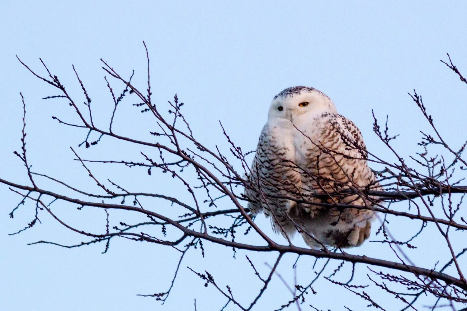 Snowy Owl Perched on a Branch
