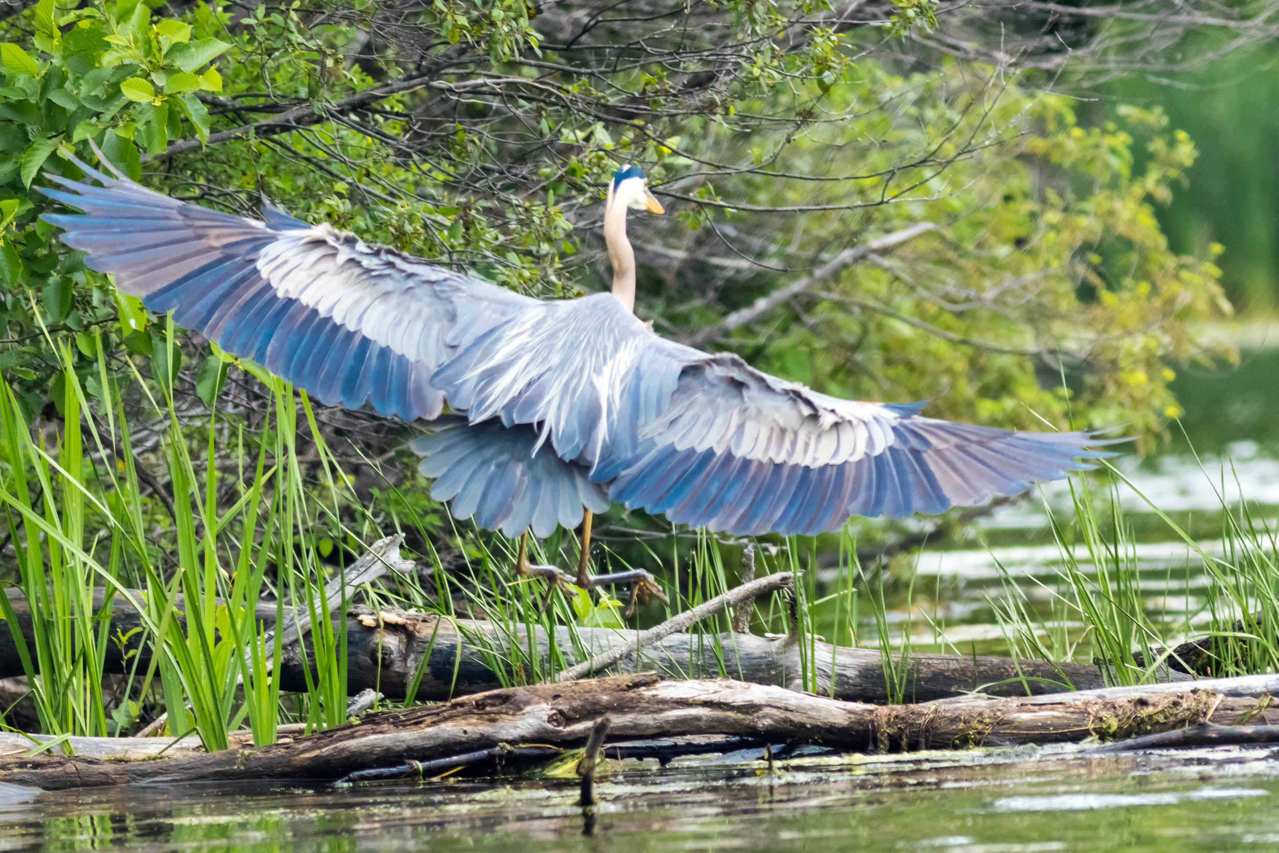 Great Blue Heron Landing on a Log