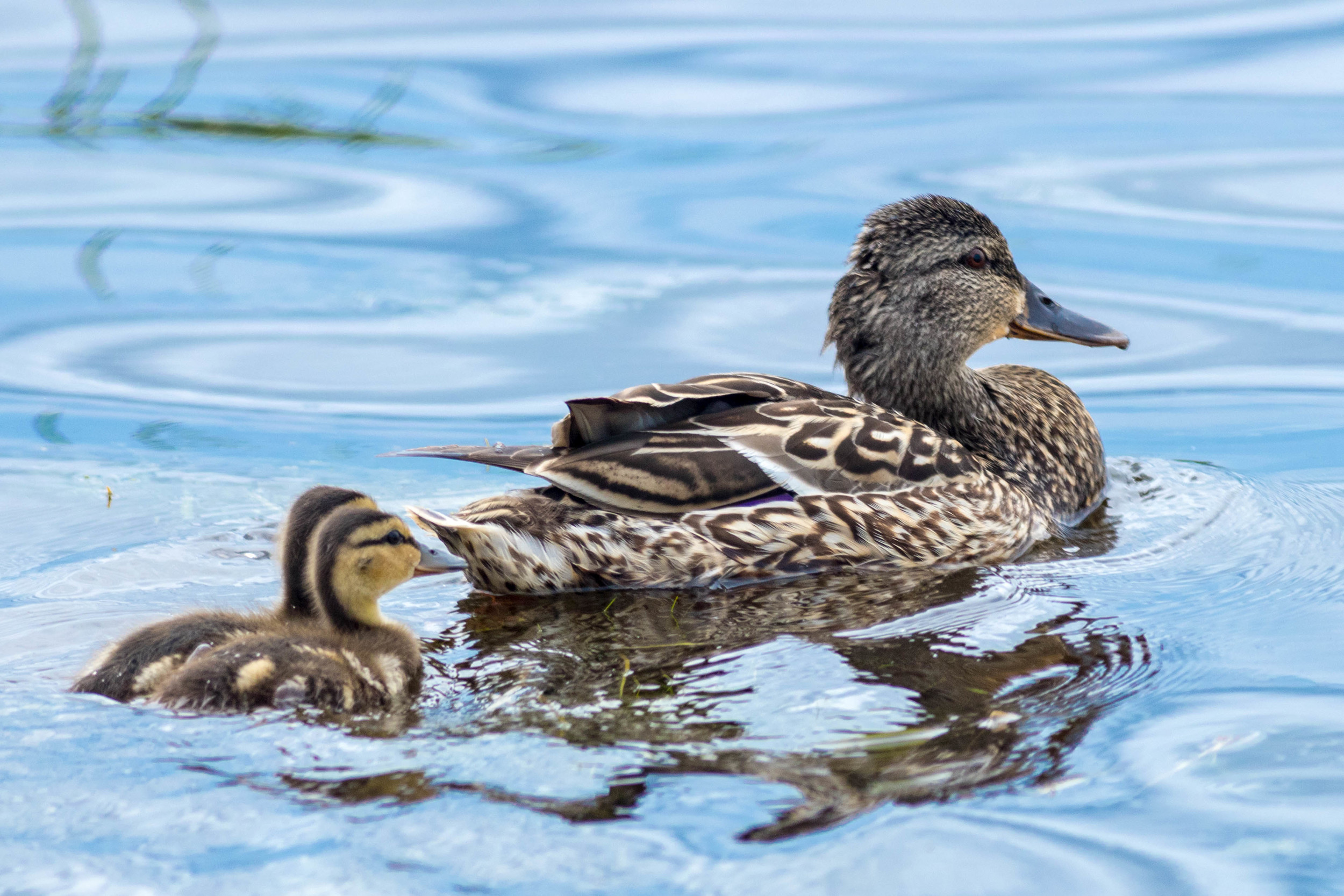 Mother Mallard & Duckling Swimming in River