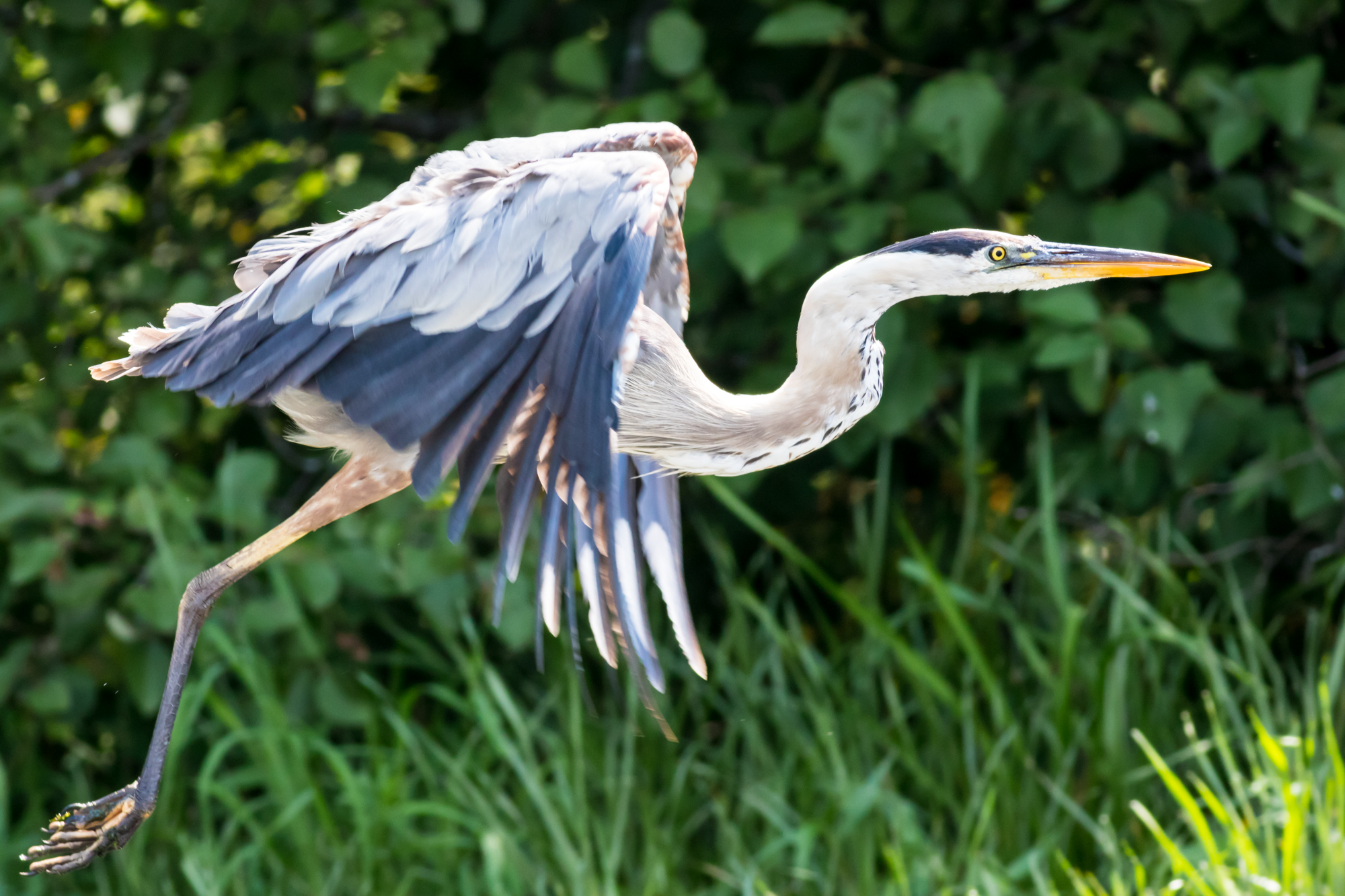 Great Blue Heron in Flight Over the River