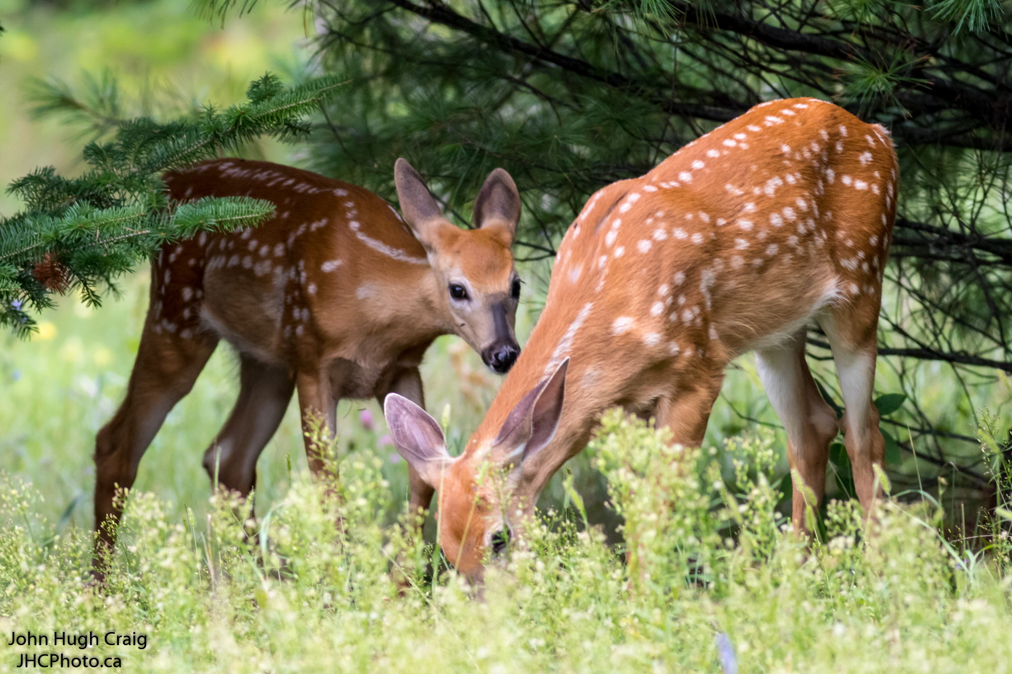 Deer Fawns in the Grass