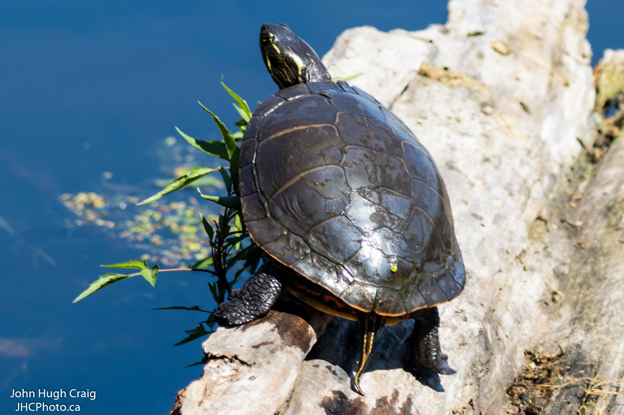 Turtle at Mud Lake