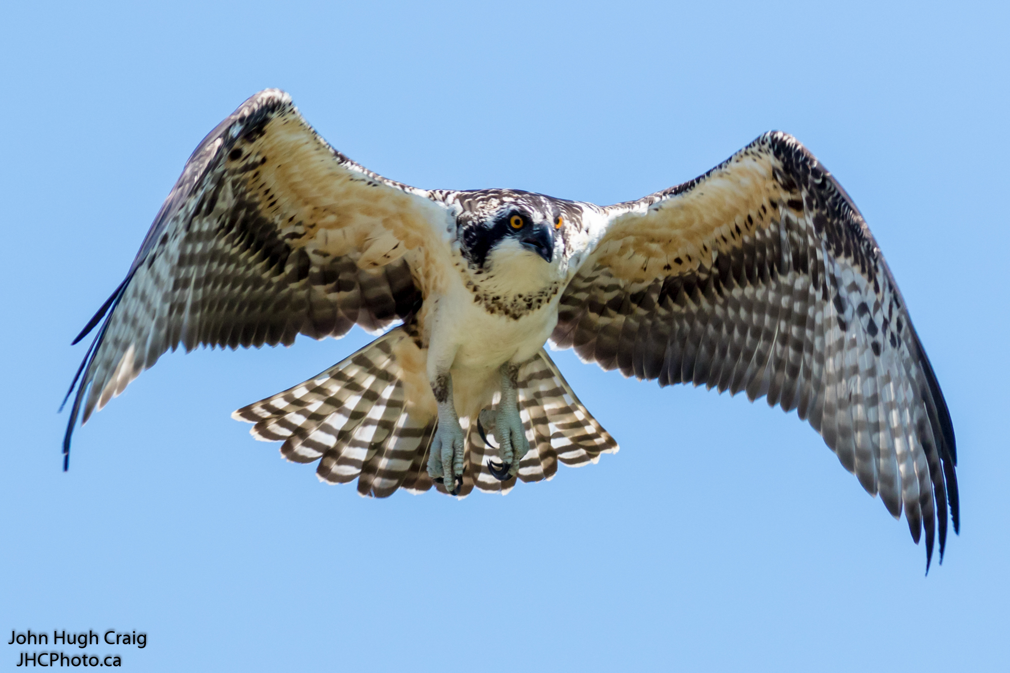 Osprey in Flight!
