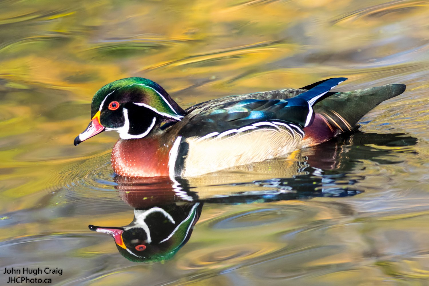 Male Wood Duck