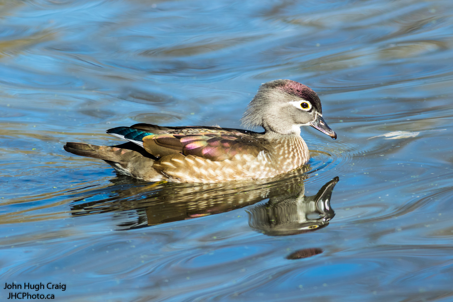 Female Wood Duck