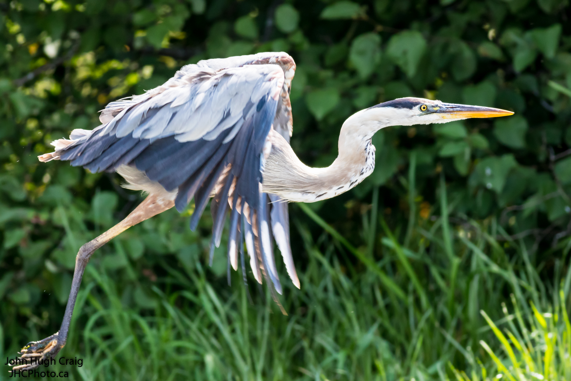 Great Blue Heron in Flight!