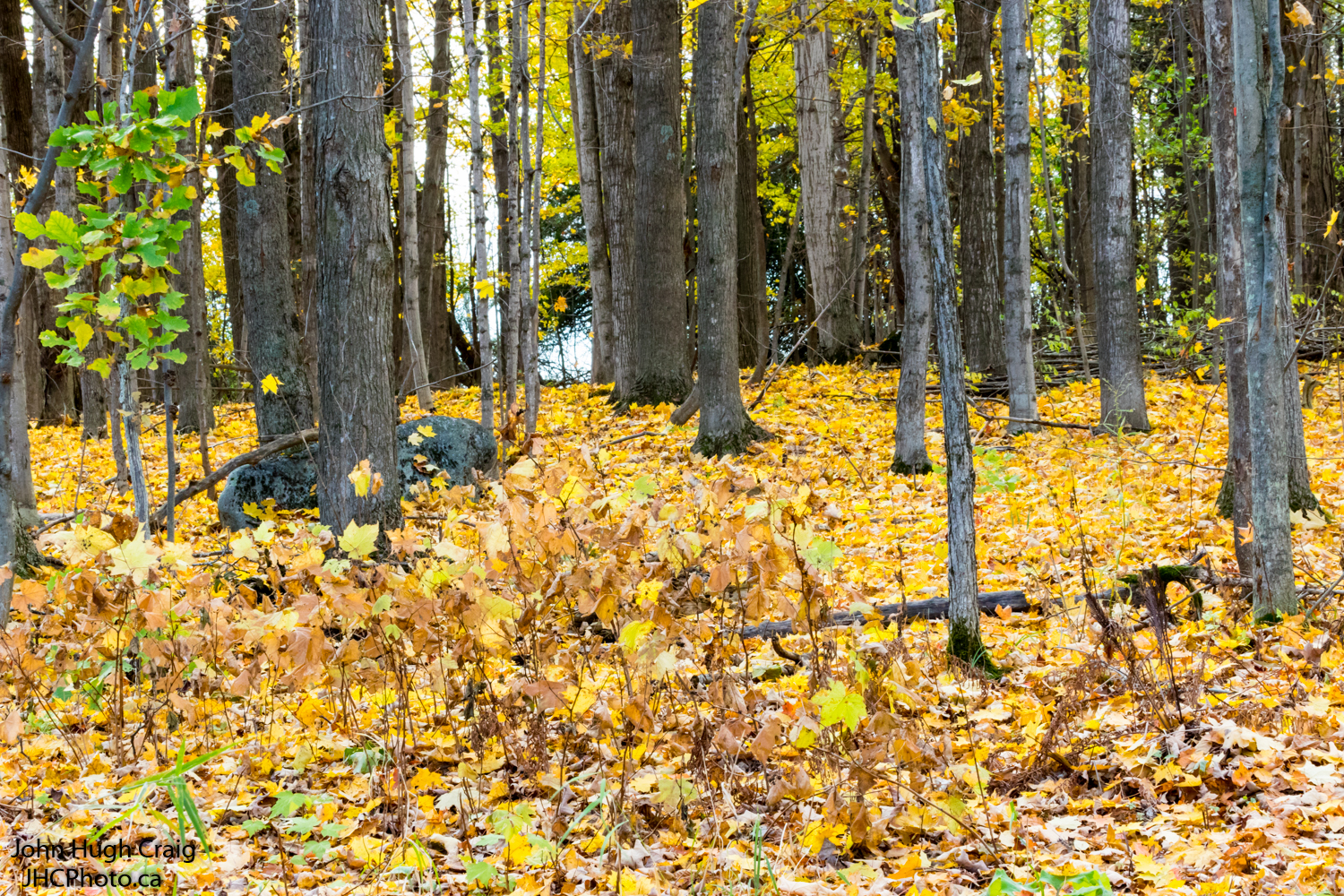 Fall Leaves on the Ground in the Forest