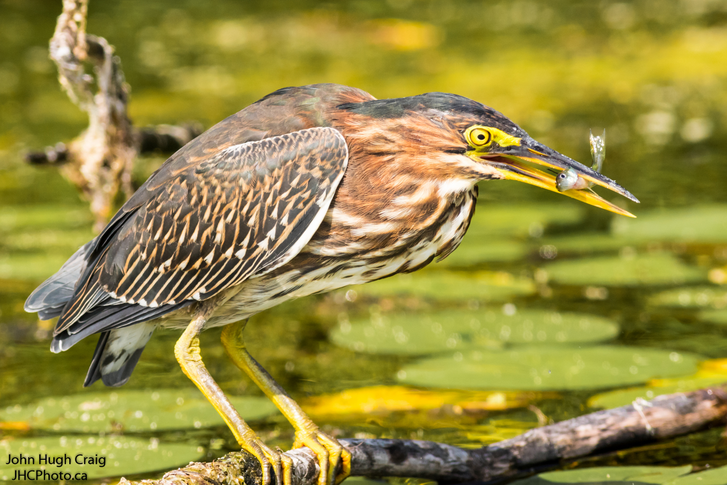Green Heron Fishing