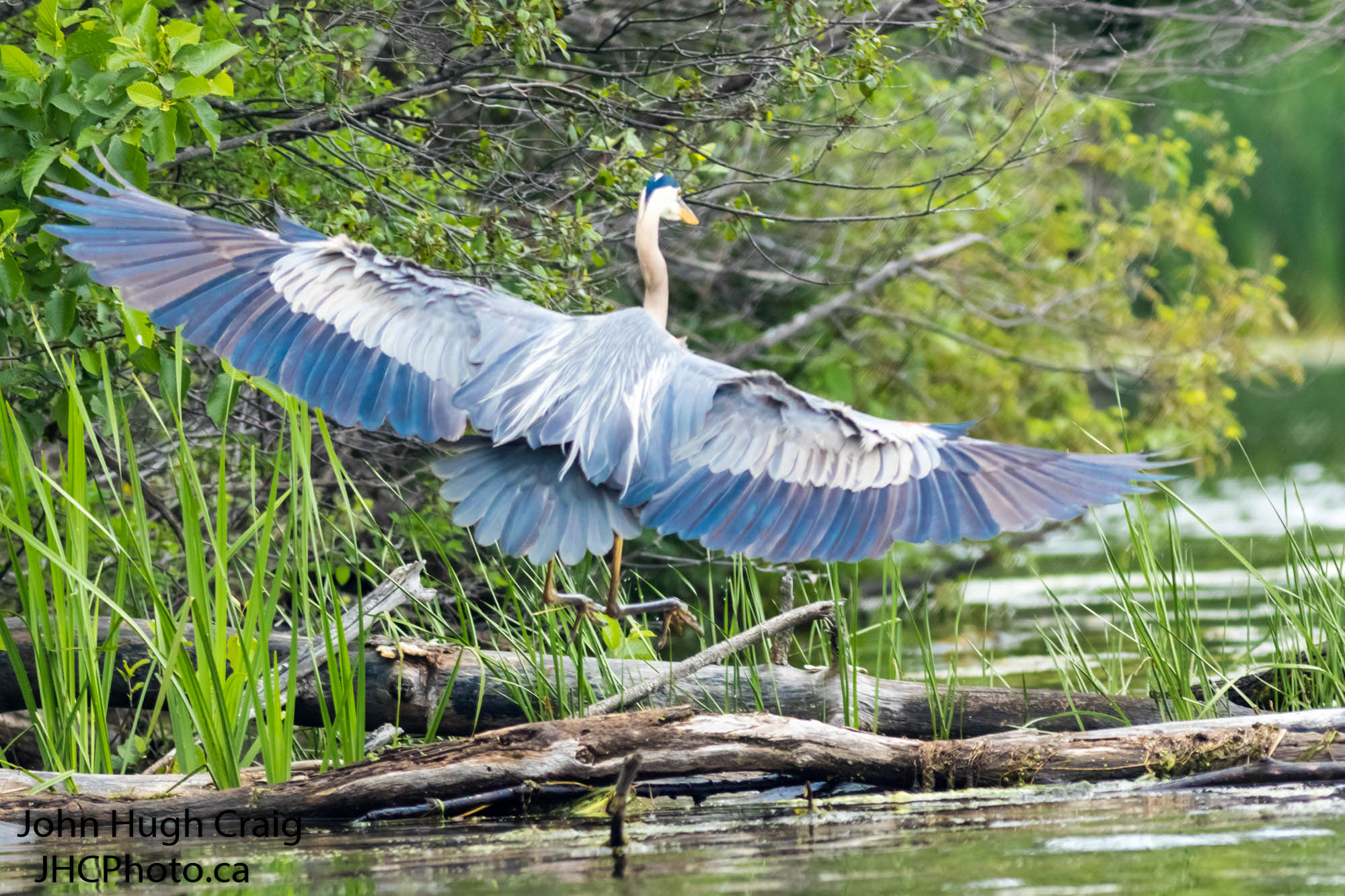 Great Blue Heron Landing