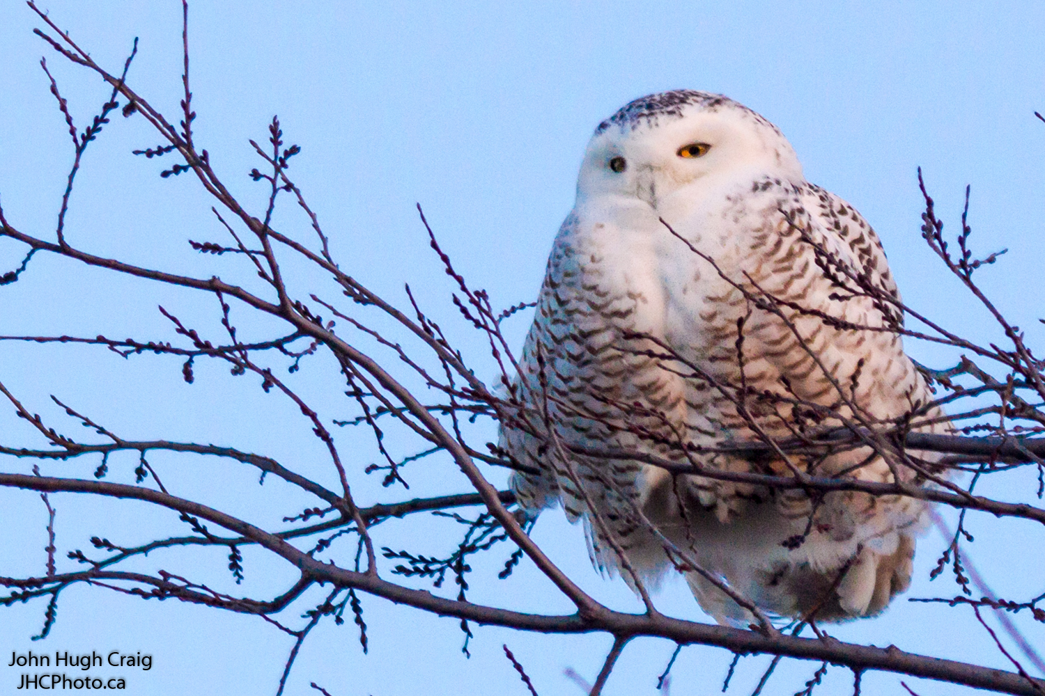 Snowy Owl