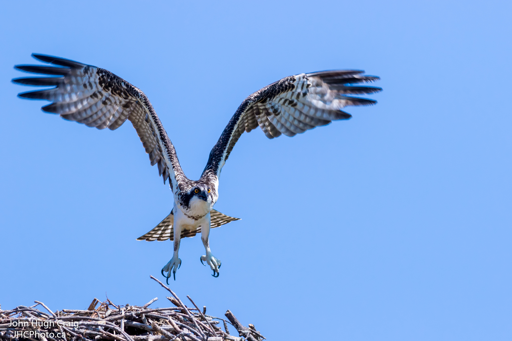 Osprey Take-Off
