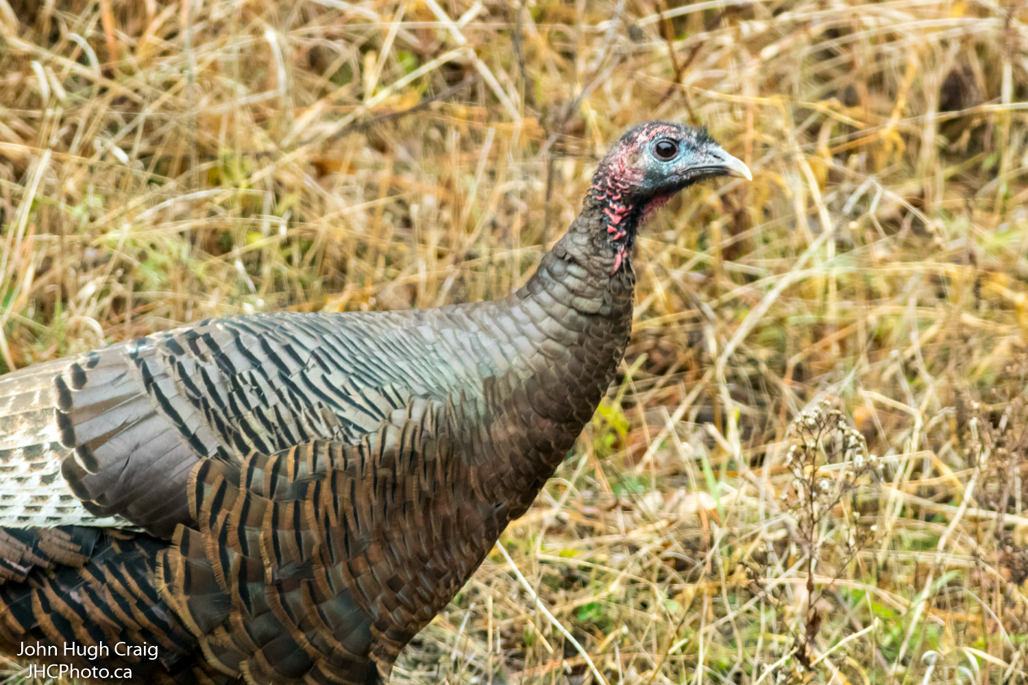 Turkey Day!