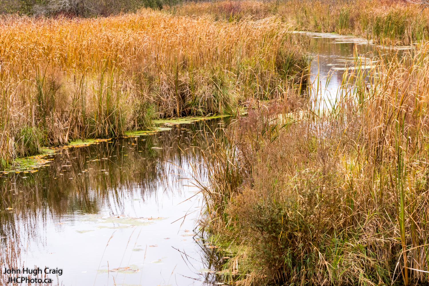 Fall Stream