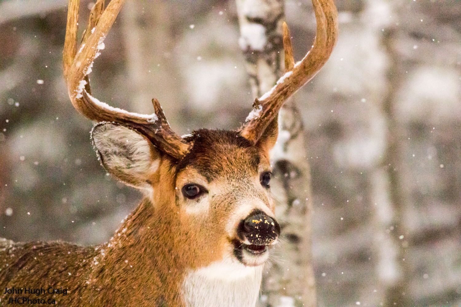 Buck 1