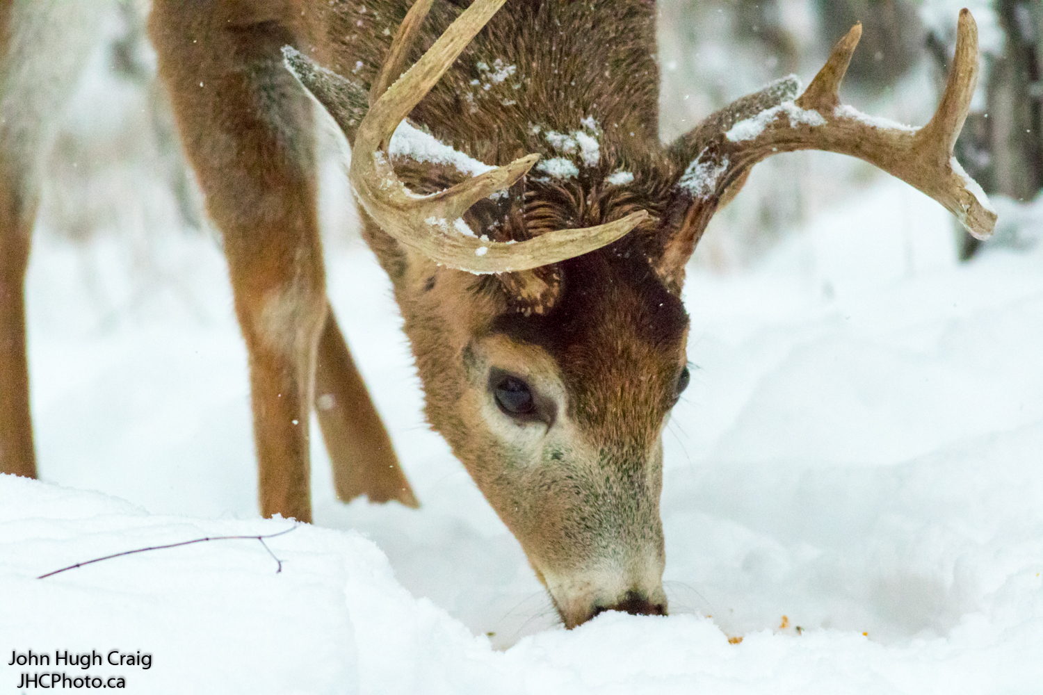 Buck 2