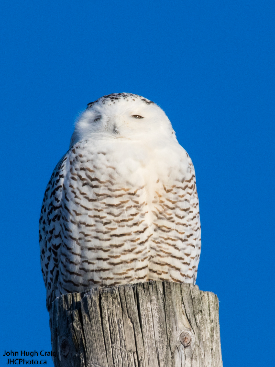 Snowy Owl