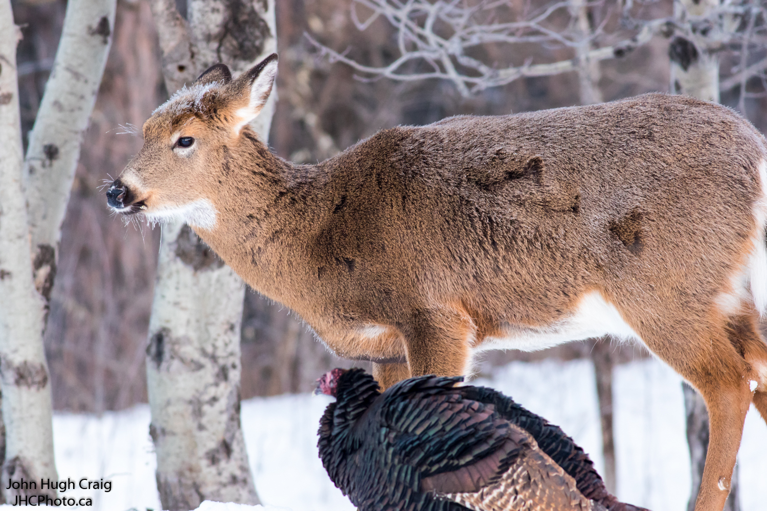 Deer Turkey