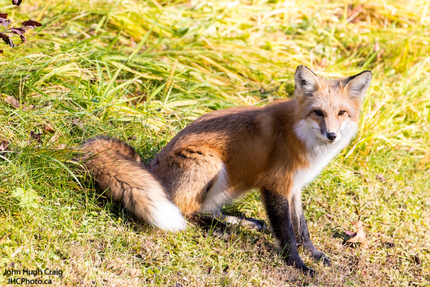 Red Fox Sitting on the Grass