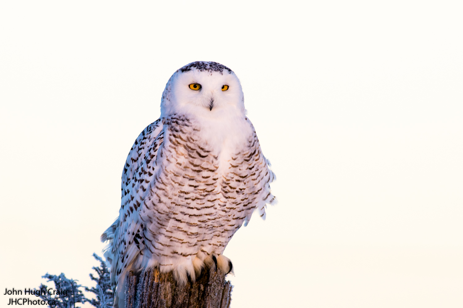 Snowy Owl on a Fence Post