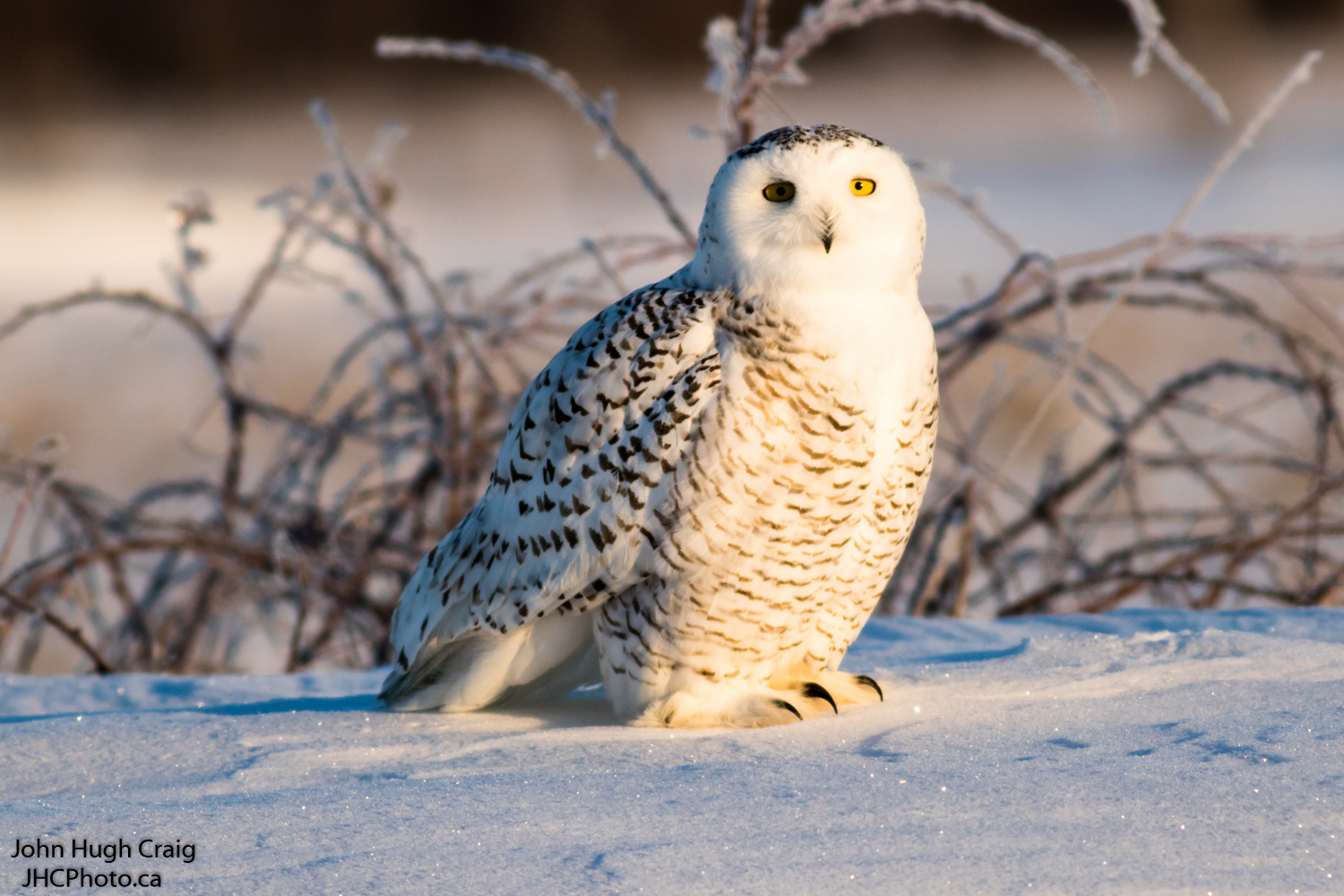Snowy Owl on the Snow