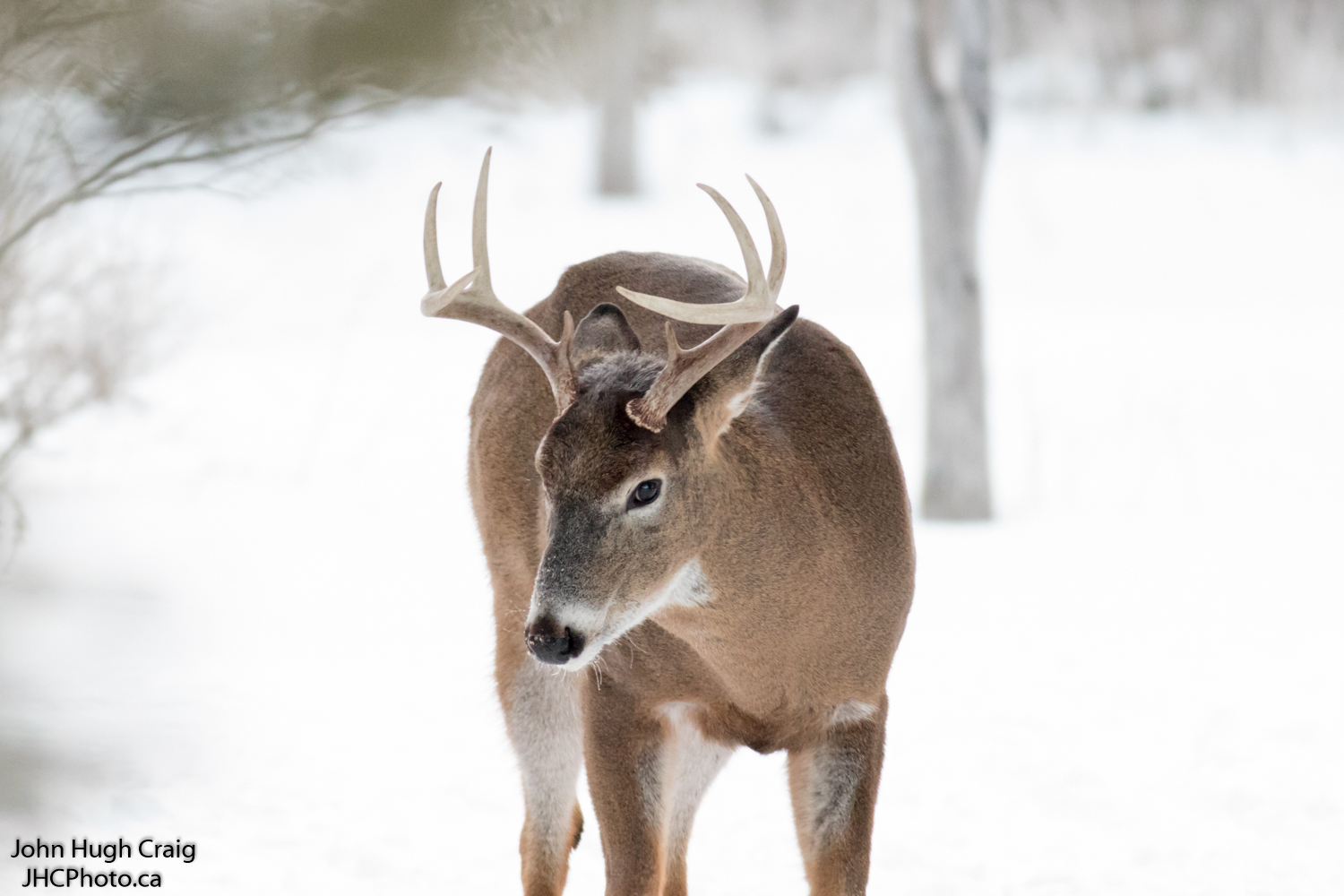 Buck 1