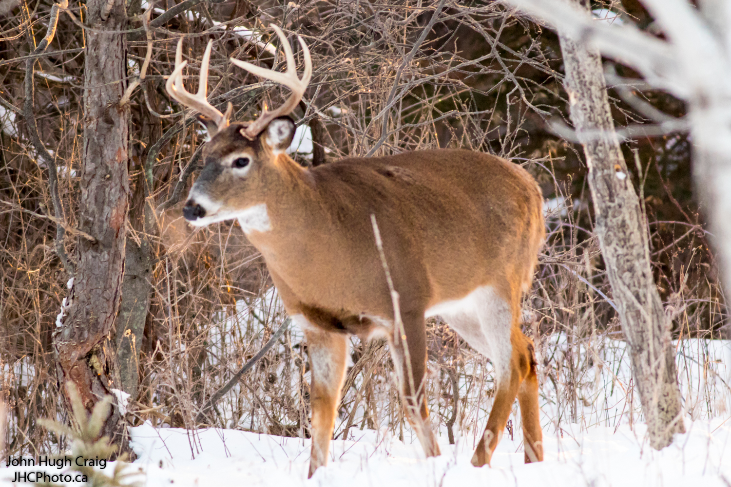 Buck 3