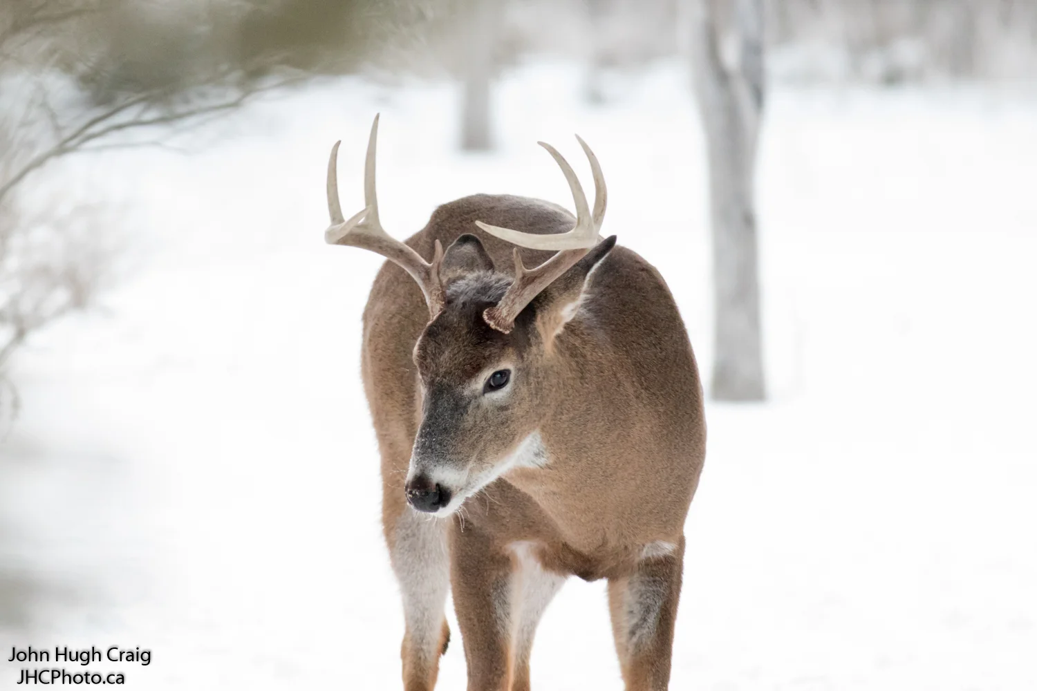 8 Point Buck Deer in the Winter Forest