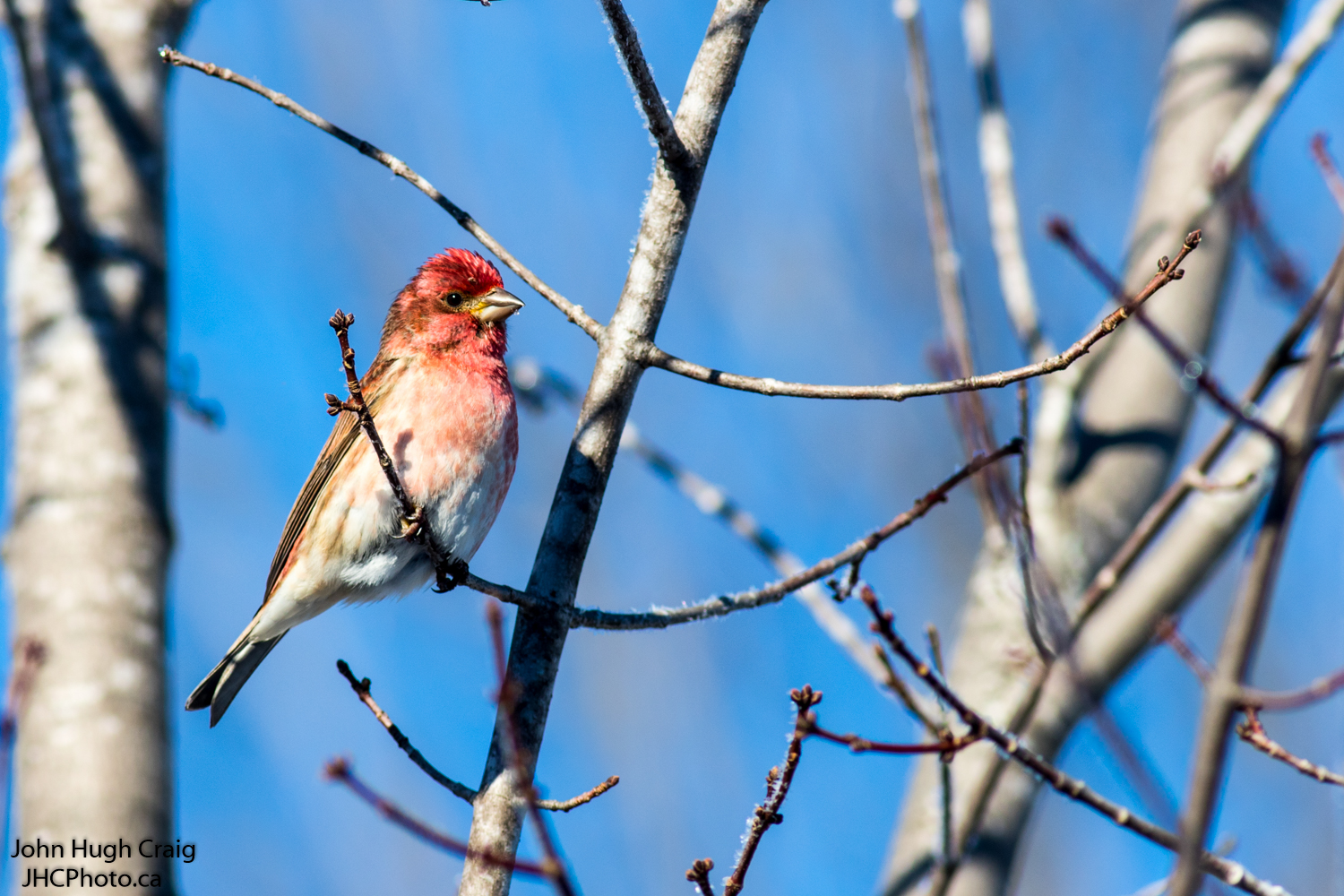 Male Purple Finch