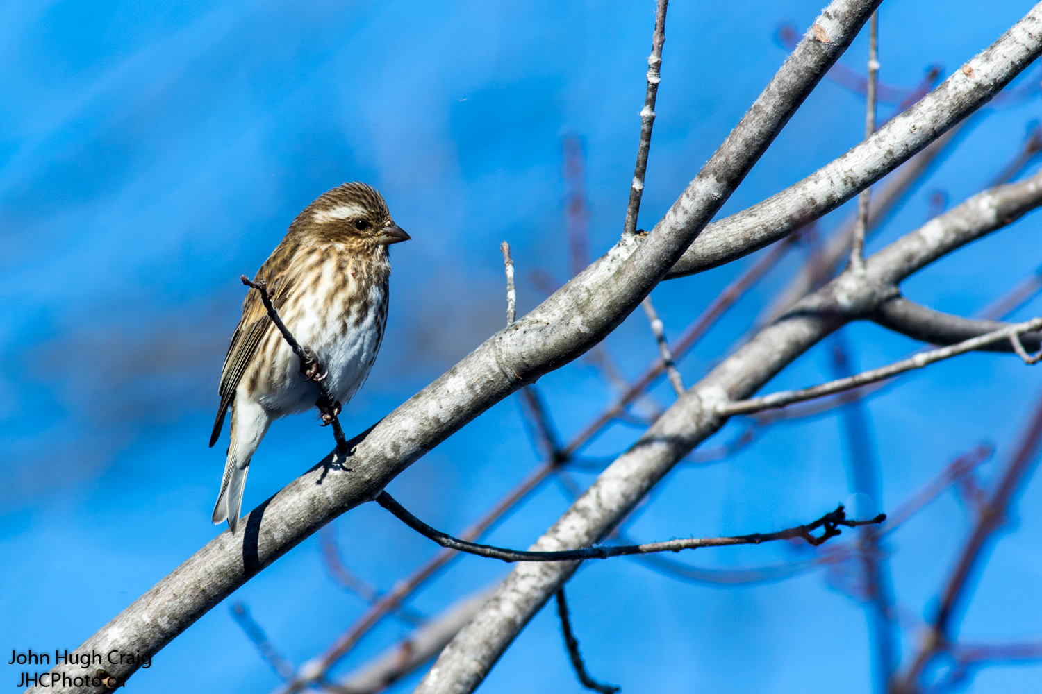 Female Purple Finch