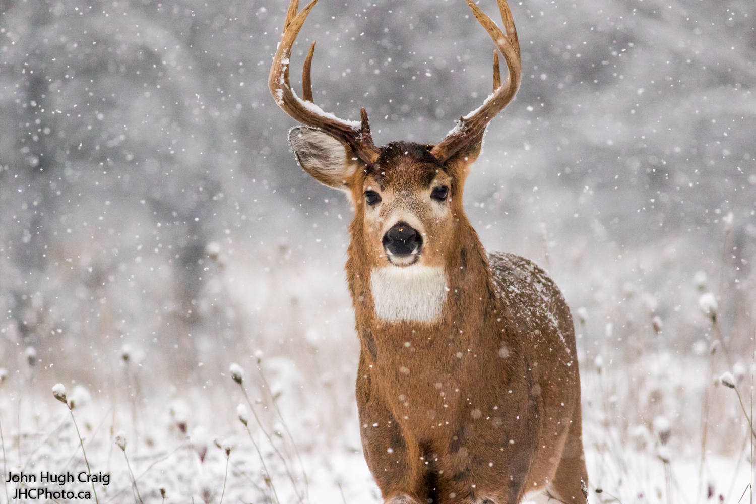 Buck Deer