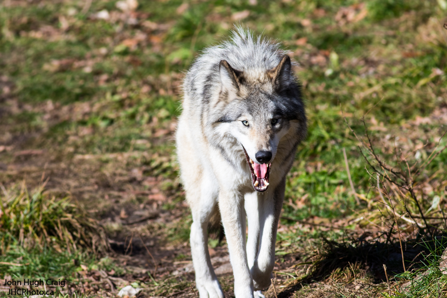 Timber Wolf