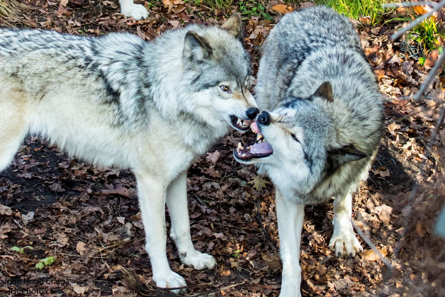 Wolves Fighting over Dominance!
