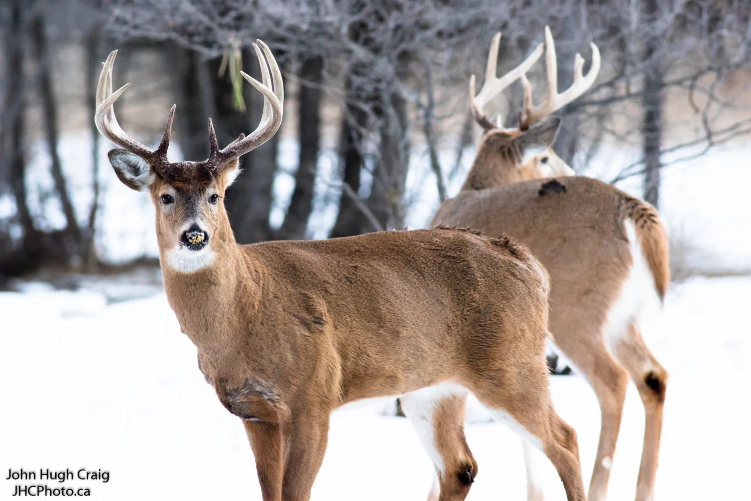 Pair of Bucks