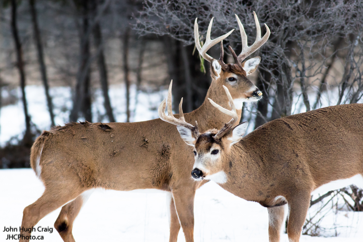 Pair of Bucks 2