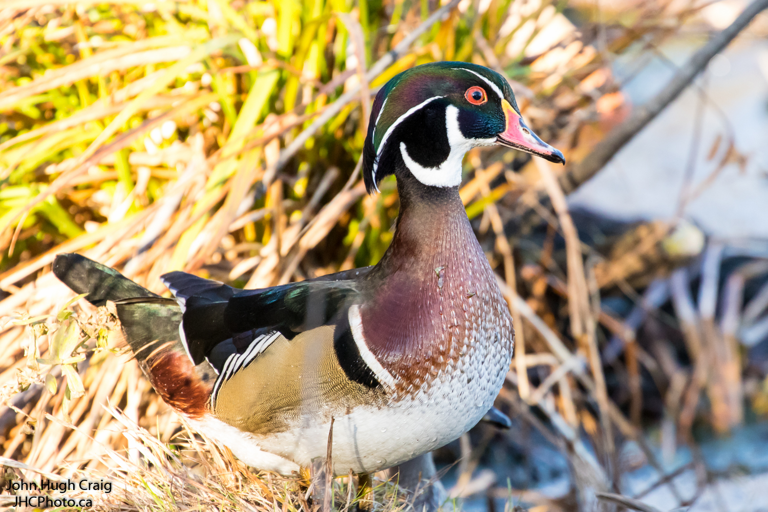 Male Wood Duck