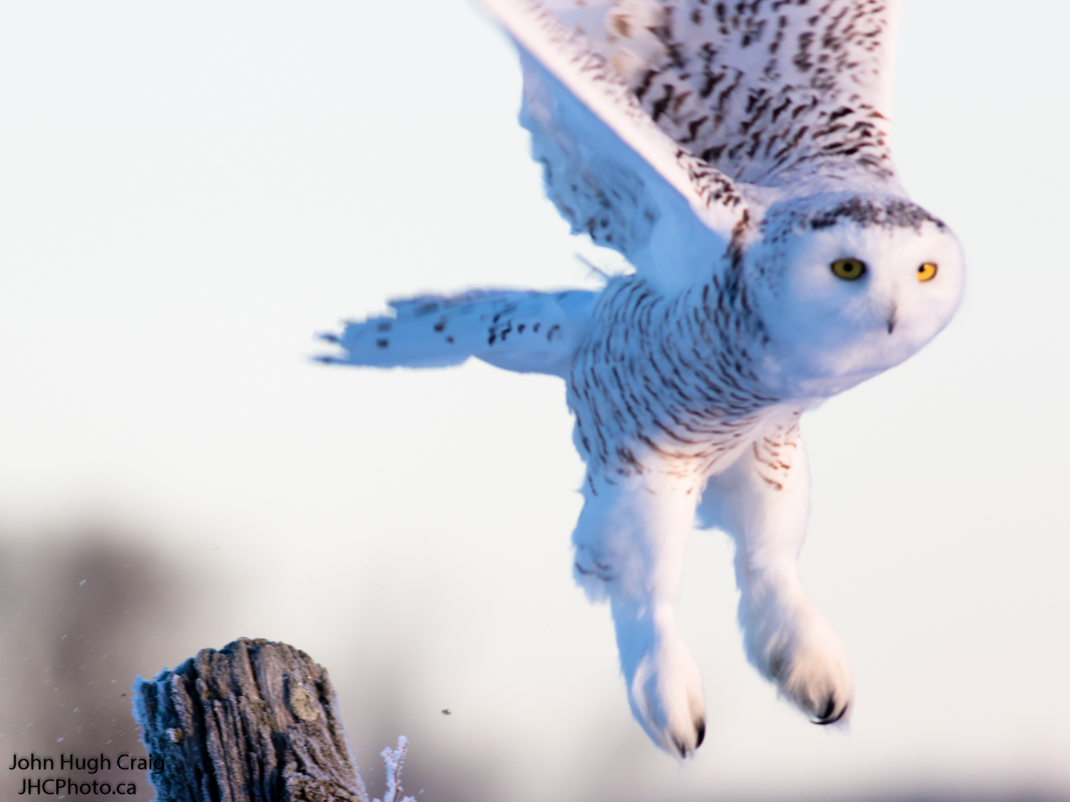 Snowy Owl in Flight