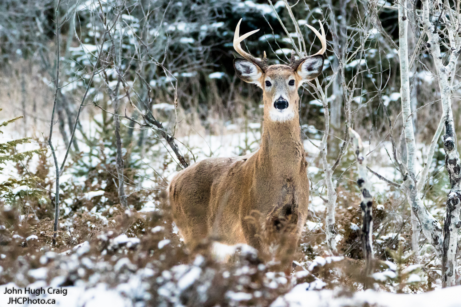 Buck in the Snow 1