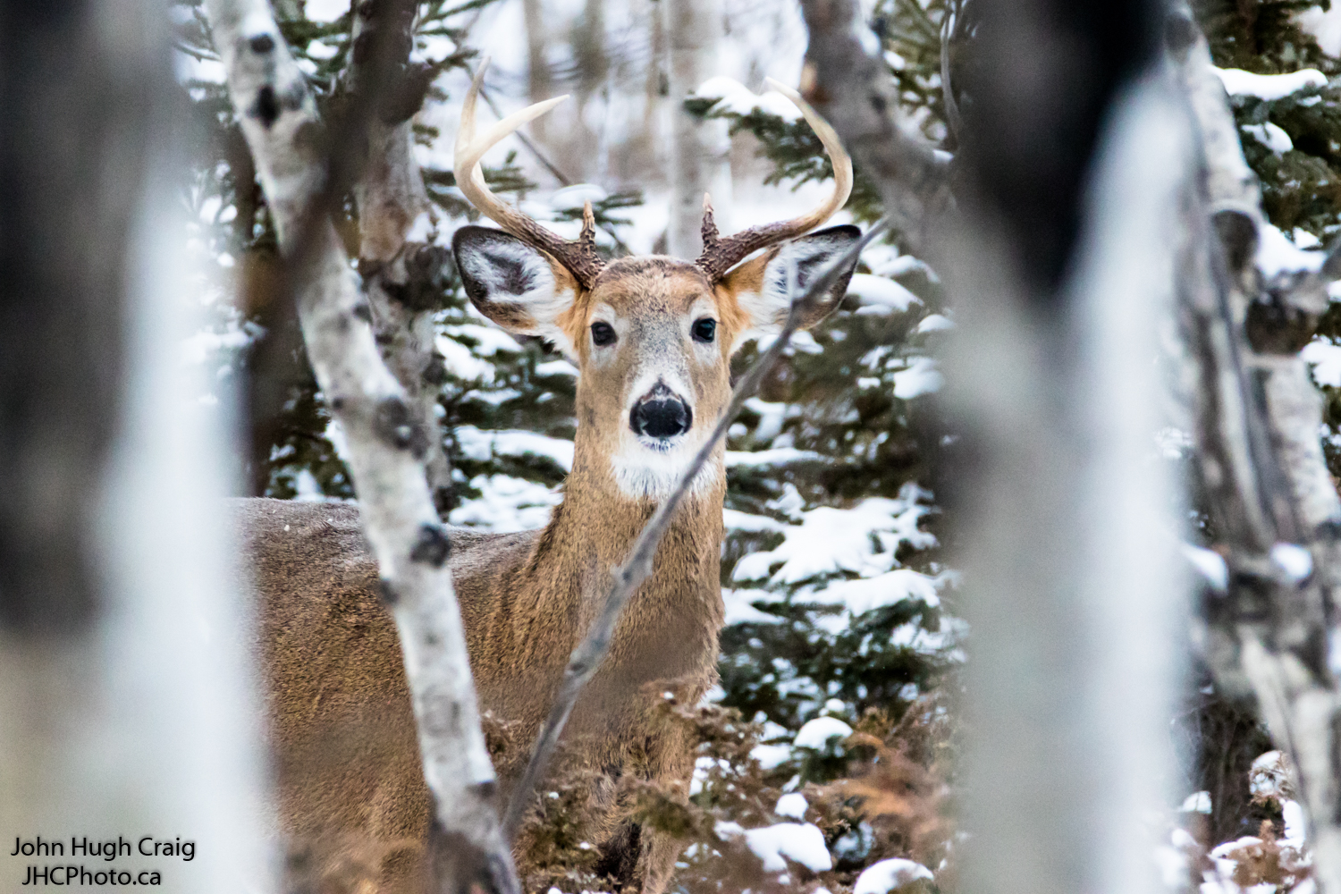 Buck in the Snow 2