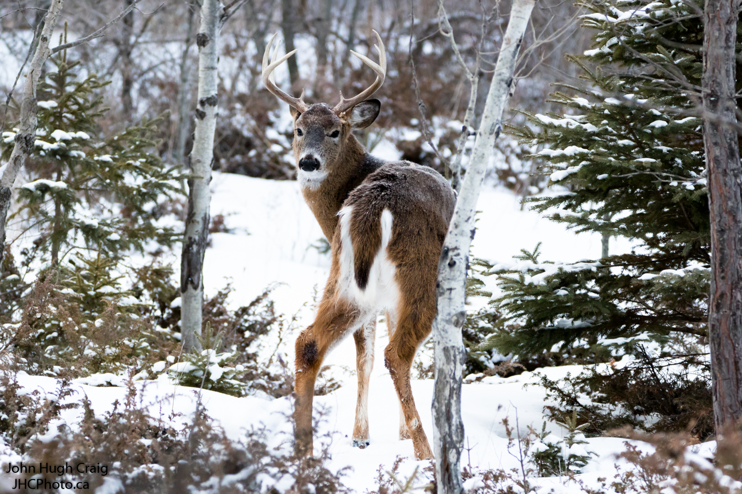 Buck in the Snow 3