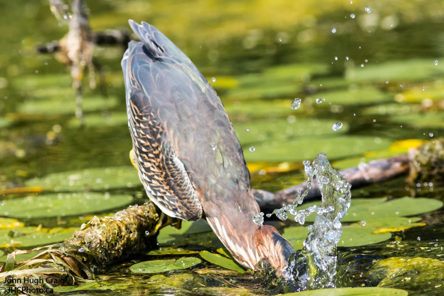 Green Heron Fishing 2