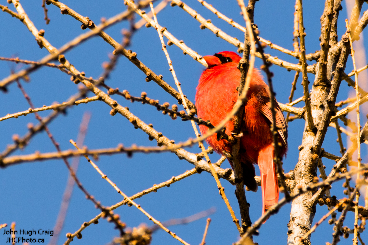Cardinal in a Tree