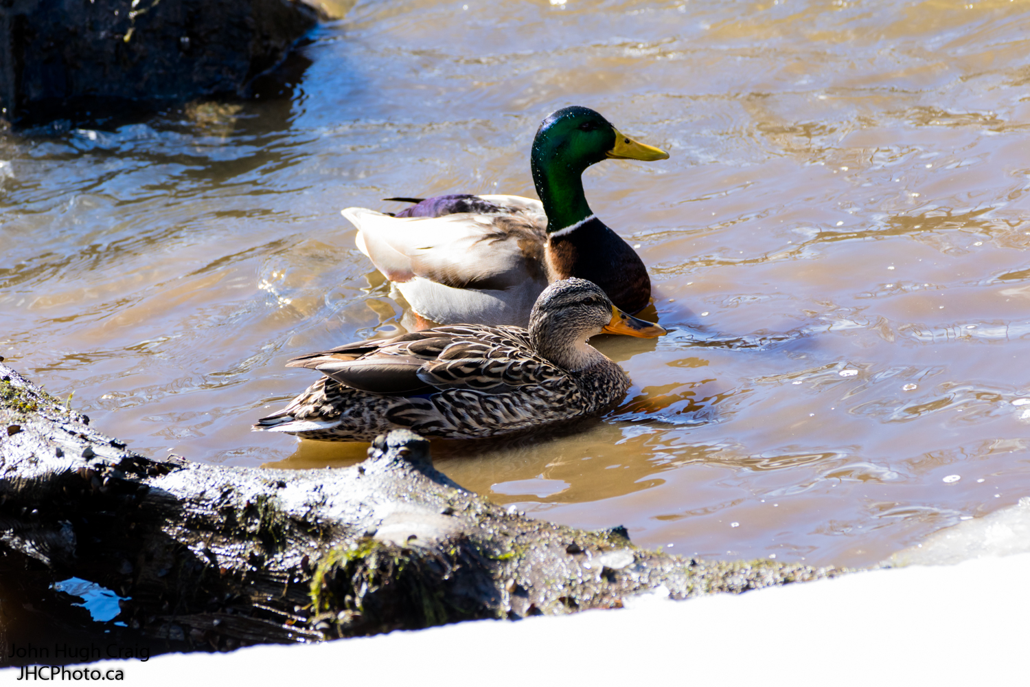 More Mallard's Have Returned.