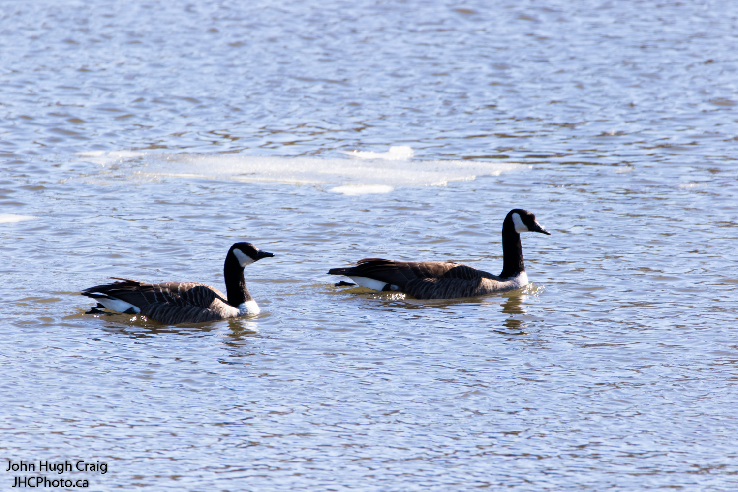 The Geese are Back!